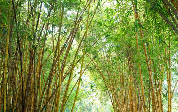 安吉春禾园艺制品有限公司